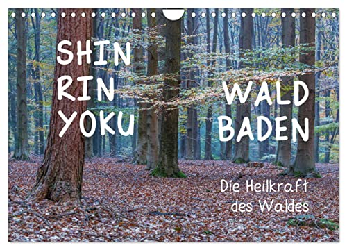 Shinrin yoku - Waldbaden 2024 (Wandkalender 2024 DIN A4 quer), CALVENDO Monatskalender von CALVENDO