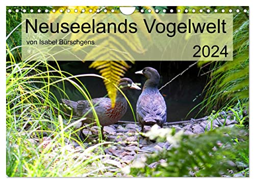 Neuseelands Vogelwelt (Wandkalender 2024 DIN A4 quer), CALVENDO Monatskalender von CALVENDO