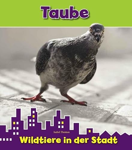 Taube: Wildtiere in der Stadt