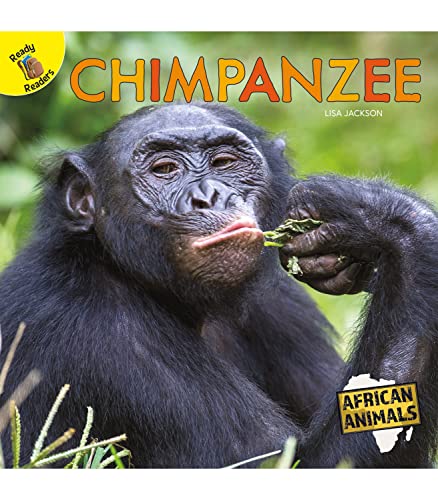 Chimpanzee (African Animals)