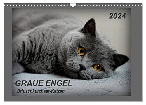 GRAUE ENGEL Britischkurzhaar-Katzen (Wandkalender 2024 DIN A3 quer), CALVENDO Monatskalender von CALVENDO