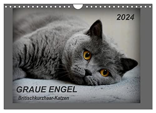 GRAUE ENGEL Britischkurzhaar-Katzen (Wandkalender 2024 DIN A4 quer), CALVENDO Monatskalender von CALVENDO
