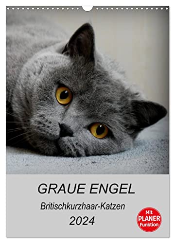 Graue Engel - Britischkurzhaar-Katzen (Wandkalender 2024 DIN A3 hoch), CALVENDO Monatskalender