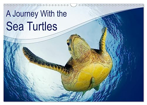 A Journey With the Sea Turtles (Wall Calendar 2025 DIN A3 landscape), CALVENDO 12 Month Wall Calendar: Everybody loves sea turtles. Enjoy a wonderful journey with fantastic pictures out of our oceans. von Calvendo