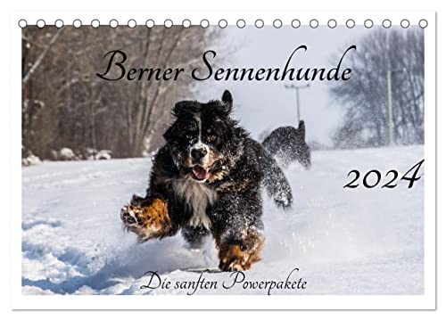 Berner Sennenhunde - Die sanften Powerpakete (Tischkalender 2024 DIN A5 quer), CALVENDO Monatskalender von CALVENDO
