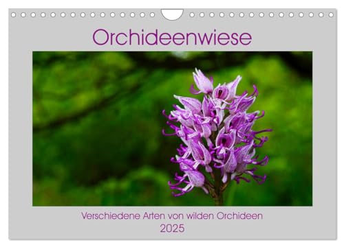 Orchideenwiese 2025 (Wandkalender 2025 DIN A4 quer), CALVENDO Monatskalender von CALVENDO