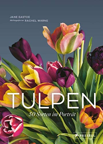 Tulpen: 50 Sorten im Porträt