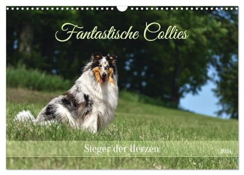 Fantastische Collies - Sieger der Herzen (Wandkalender 2024 DIN A3 quer), CALVENDO Monatskalender
