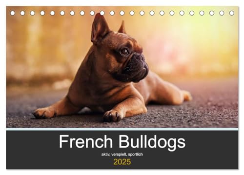 French Bulldog aktiv, verspielt, sportlich (Tischkalender 2025 DIN A5 quer), CALVENDO Monatskalender von CALVENDO