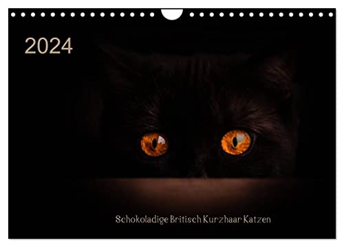 Schokoladige Britisch Kurzhaar Katzen (Wandkalender 2024 DIN A4 quer), CALVENDO Monatskalender von CALVENDO