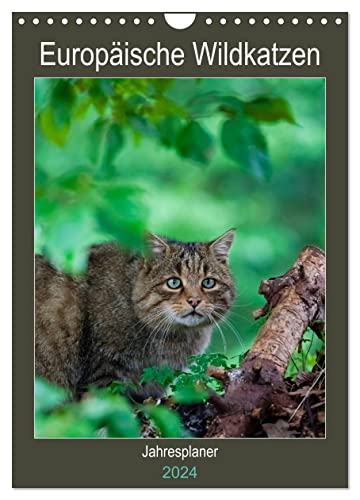 Europäische Wildkatzen - Jahresplaner (Wandkalender 2024 DIN A4 hoch), CALVENDO Monatskalender