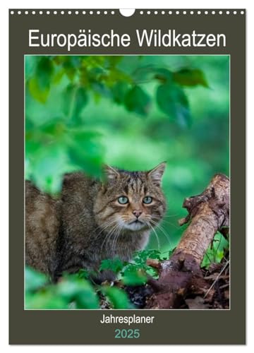 Europäische Wildkatzen - Jahresplaner (Wandkalender 2025 DIN A3 hoch), CALVENDO Monatskalender von CALVENDO