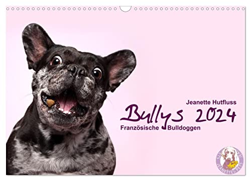 Bullys - Französische Bulldoggen 2024 (Wandkalender 2024 DIN A3 quer), CALVENDO Monatskalender: Kleine Hunde mit großem Herz (CALVENDO Tiere)