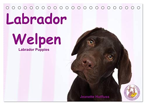 Labrador Welpen - Labrador Puppies (Tischkalender 2024 DIN A5 quer), CALVENDO Monatskalender von CALVENDO