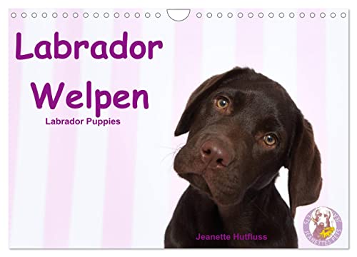 Labrador Welpen - Labrador Puppies (Wandkalender 2024 DIN A4 quer), CALVENDO Monatskalender