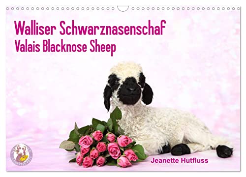 Walliser Schwarznasenschaf Valais Blacknose Sheep (Wandkalender 2024 DIN A3 quer), CALVENDO Monatskalender
