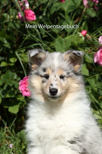 Mein Welpentagebuch: die ersten Monate mit meinem Amerikanischen Collie (Amerikanischer Collie - alle Bücher: Trainingstagebuch, Krankenakte, BARF Planer und Welpentagebuch, Band 1)