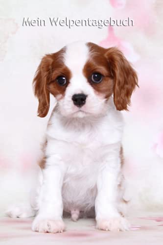 Mein Welpentagebuch: die ersten Monate mit meinem Cavalier King Charles Spaniel - für Welpenbesitzer - für Hundezüchter als Geschenk für die Welpenkäufer beim Auszug der Welpen Mein Welpentagebuch: die ersten Monate mit meinem Cavalier King Charles Spaniel - für Welpenbesitzer - für Hundezüchter als Geschenk für die Welpenkäufer beim Auszug der Welpen