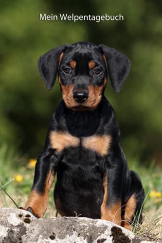 Mein Welpentagebuch: die ersten Monate mit meinem Deutschen Pinscher (Deutscher Pinscher - alle Bücher: Trainingstagebuch, Krankenakte, BARF Planer und Welpentagebuch, Band 5) Mein Welpentagebuch: die ersten Monate mit meinem Deutschen Pinscher (Deutscher Pinscher - alle Bücher: Trainingstagebuch, Krankenakte, BARF Planer und Welpentagebuch, Band 5) von Independently published
