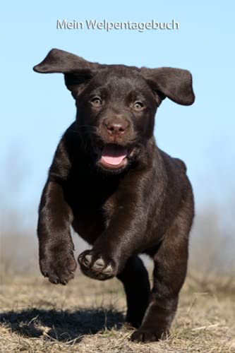 Mein Welpentagebuch: die ersten Monate mit meinem Labrador Retriever (Labrador Retriever in schoko braun - Trainingstagebuch, Krankenakte, Welpentagebuch, BARF Planer und Notizbuch) von Independently published