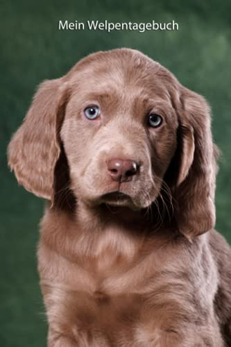 Mein Welpentagebuch: die ersten Monate mit meinem Langhaar Weimaraner