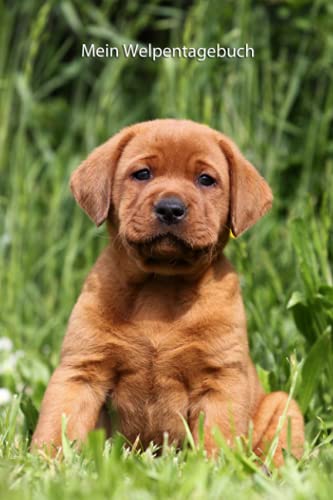 Mein Welpentagebuch: die ersten Monate mit meinem Redfox Labrador (Labrador Retriever redfox - Trainingstagebuch, Krankenakte und Welpentagebuch) von Independently published