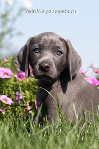 Mein Welpentagebuch: die ersten Monate mit meinem Weimaraner (Weimaraner- alle Bücher: Trainingstagebuch, Krankenakte, BARF Planer und Welpentagebuch, Band 4) von Independently published