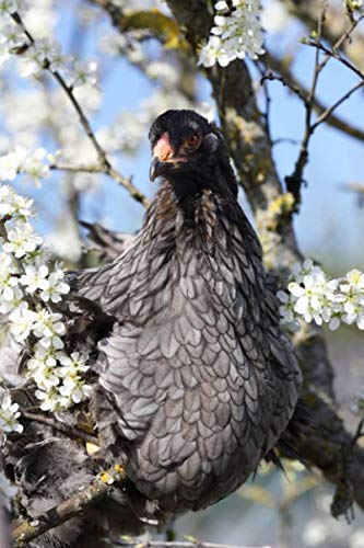Notizbuch - Notebook: Brahma Huhn - kariertes Papier mit 120 Seiten 6x9" (ähnlich DIN A5) Softcover (viele weitere Notizbücher mit verschiedenen Tieren auf dem Cover)