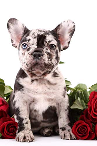 Notizbuch - Notebook: Französische Bulldogge Welpe - kariertes Papier mit 120 Seiten (viele weitere Notizbücher mit verschiedenen Tieren auf dem Cover) von Independently published
