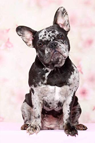 Notizbuch - Notebook: Französische Bulldogge - kariertes Papier mit 120 Seiten (viele weitere Notizbücher mit verschiedenen Tieren auf dem Cover) von Independently published