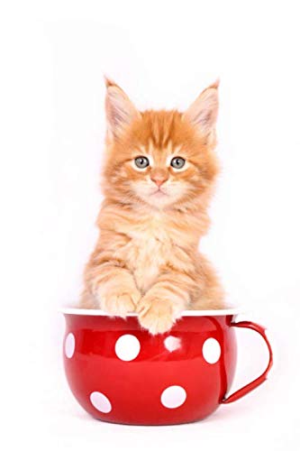 Notizbuch: Maine Coon Kätzchen, liniertes Papier mit 120 Seiten 6x9" (ähnlich DIN A5) (viele weitere Notizbücher mit verschiedenen Tieren auf dem Cover) von Independently published