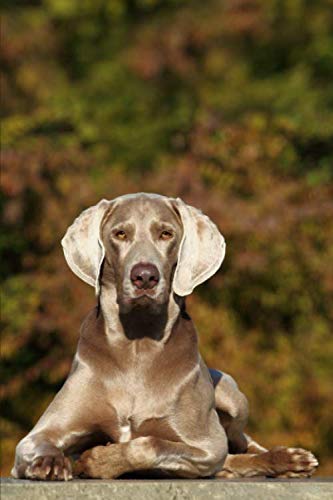 Trainingstagebuch für Hundebesitzer: Dein Weimaraner im Hundetraining (Weimaraner- alle Bücher: Trainingstagebuch, Krankenakte, BARF Planer und Welpentagebuch, Band 1) von Independently published
