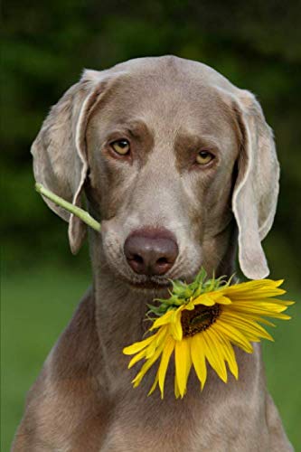 Weimaraner Notebook: Notebook 6x9 with 120 pages squared paper (Weimaraner- alle Bücher: Trainingstagebuch, Krankenakte, BARF Planer und Welpentagebuch, Band 6) von Independently published