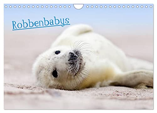 Robbenbabys (Wandkalender 2024 DIN A4 quer), CALVENDO Monatskalender