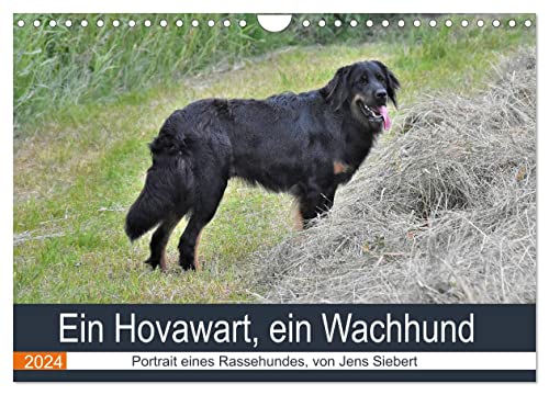 Ein Hovawart, ein Wachhund (Wandkalender 2024 DIN A4 quer), CALVENDO Monatskalender von CALVENDO