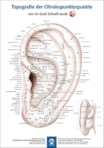 Poster - Topografie der Ohrakupunkturpunkte von Mediengruppe Oberfranken