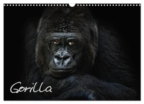 Gorilla (Wandkalender 2025 DIN A3 quer), CALVENDO Monatskalender: Gorillas, sensibel und nah fotografiert, kunstvolle und ausdrucksstarke Tierportraets (CALVENDO Tiere) von CALVENDO