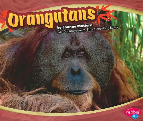 Orangutans (Pebble Plus: Asian Animals)
