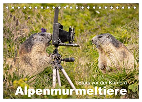 Alpenmurmeltiere - Stars vor der Kamera (Tischkalender 2024 DIN A5 quer), CALVENDO Monatskalender von CALVENDO