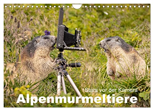 Alpenmurmeltiere - Stars vor der Kamera (Wandkalender 2024 DIN A4 quer), CALVENDO Monatskalender von CALVENDO