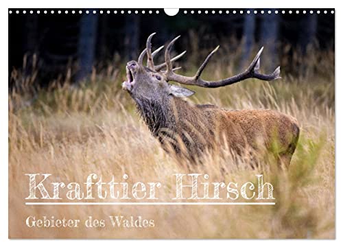 Krafttier Hirsch (Wandkalender 2024 DIN A3 quer), CALVENDO Monatskalender von CALVENDO