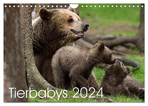 Tierbabys 2024 (Wandkalender 2024 DIN A4 quer), CALVENDO Monatskalender von CALVENDO