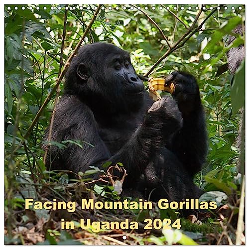 Facing Mountain Gorillas in Uganda (Wandkalender 2024 30x30 cm 30x60 cm geöffnet) CALVENDO Broschürenkalender mit Monatskalendarium zum Eintragen
