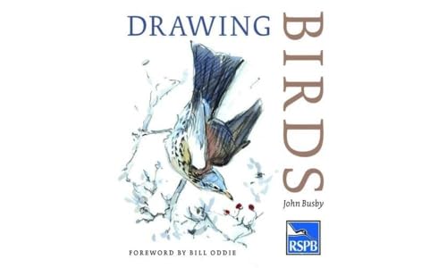 Drawing Birds (RSPB) von Bloomsbury Specialist