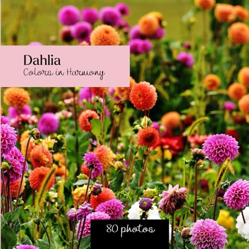Dahlia: Colors in Harmony: Dahlia photo book - 80 captivating images of floral beauty Dahlia: Colors in Harmony: Dahlia photo book - 80 captivating images of floral beauty von Independently published