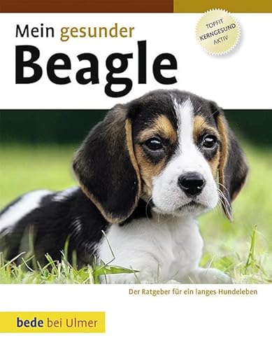 Mein gesunder Beagle von bede bei Ulmer