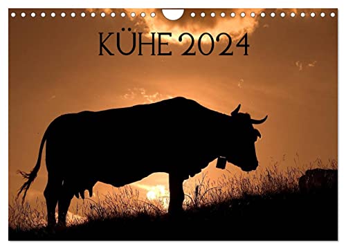 Kühe 2024 (Wandkalender 2024 DIN A4 quer), CALVENDO Monatskalender von CALVENDO