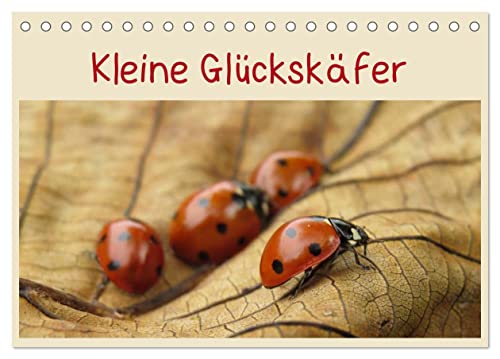 Kleine Glückskäfer (Tischkalender 2025 DIN A5 quer), CALVENDO Monatskalender von CALVENDO
