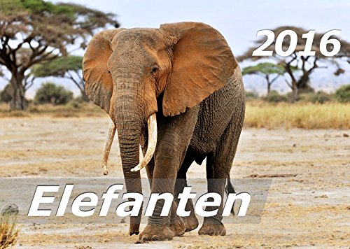 Elefanten 2016 Kalender (DIN A3): Elefantenleben in Afrika
