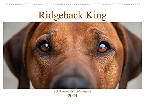 Ridgeback King (Wandkalender 2024 DIN A2 quer), CALVENDO Monatskalender